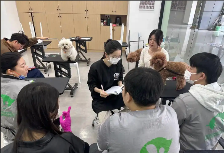 鄂尔多斯市宠物剪毛宠物美容培训学校 - 价格